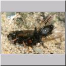 Oxybelus uniglumis - Weissfleckige Fliegenspiesswespe w05a 7mm beim Nesteintrag - OS-Wallenhorst-Tongrube-Lehmwiese.jpg